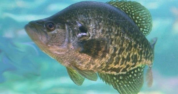 What kinds of technique are required to catch crappie fishes?