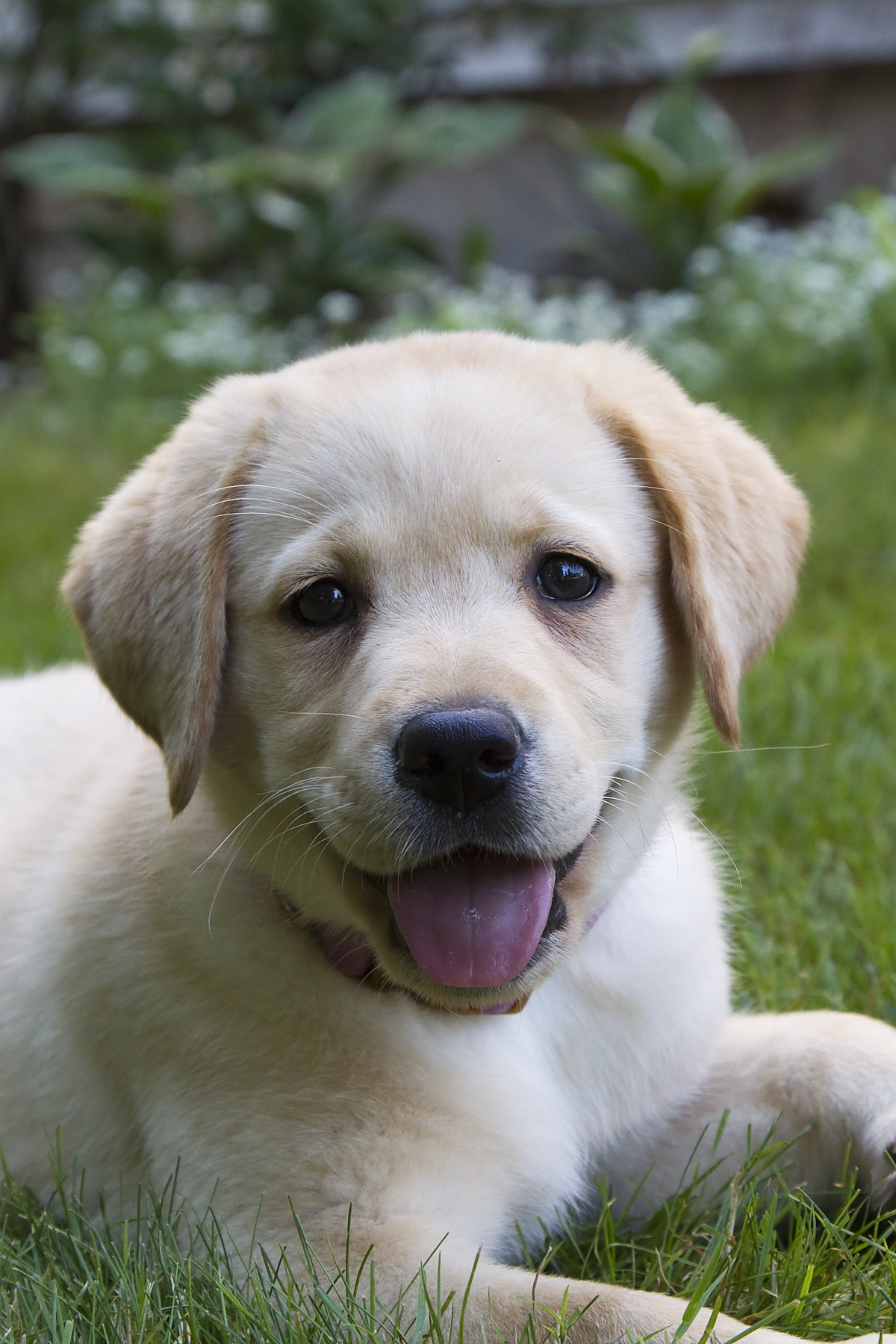 Tips and Guide to Training A Labrador Puppy