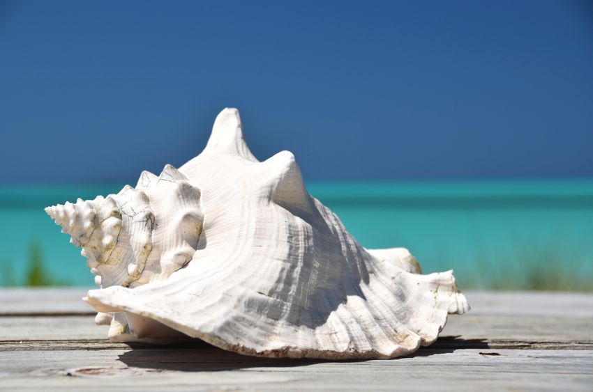 Sand Dollar Shelling Tour Company In Marco Island Is Just For You