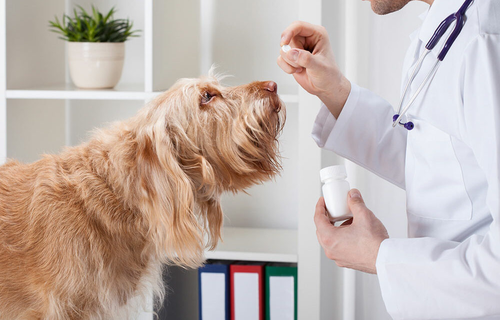 Why Choosing The Right Medicine For Deworming Is A Must?